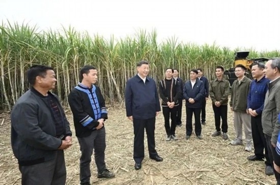 2023年12月14日，習(xí)近平總書記在廣西來賓市國家現(xiàn)代農(nóng)業(yè)產(chǎn)業(yè)園黃安優(yōu)質(zhì)“雙高”糖料蔗基地考察。