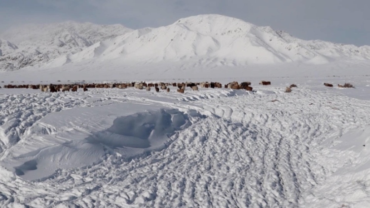 蒙古國(guó)近日發(fā)生雪災(zāi)。圖片來(lái)源：蒙政府網(wǎng)站