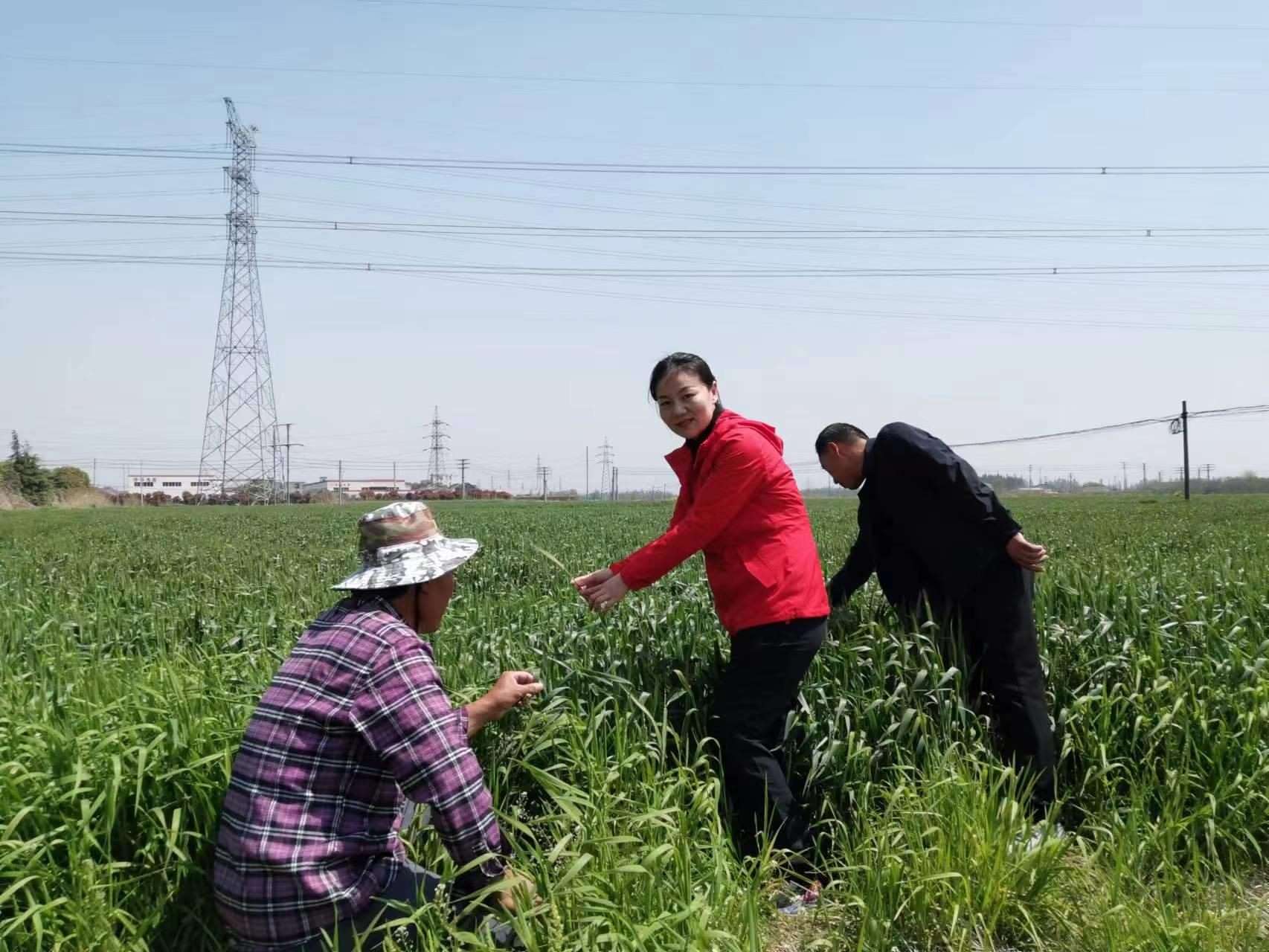 魏巧在田間察看農(nóng)作物長勢。