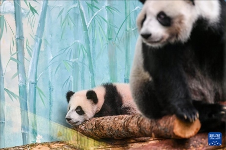 這是3月8日在俄羅斯莫斯科動物園拍攝的大熊貓“喀秋莎”（左）和媽媽“丁丁”。新華社記者 曹陽 攝