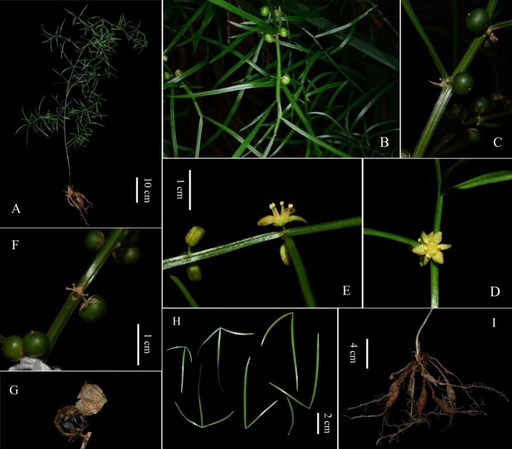 圖為大別山天門冬的形態(tài)特征。（中國科學院武漢植物園供圖）