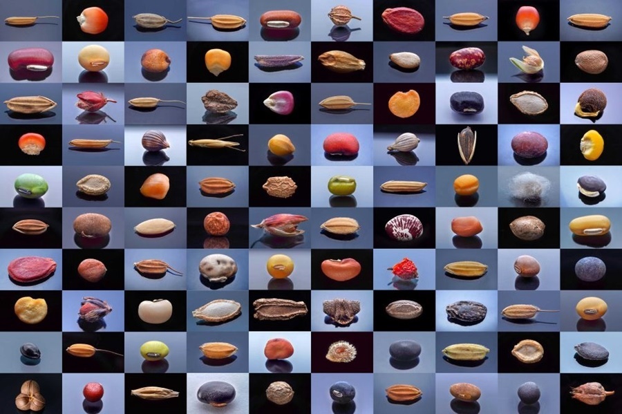 微距鏡頭下，湖南省農(nóng)作物種質(zhì)資源庫(kù)的種子千姿百態(tài)（100個(gè)種子拼版照片）。