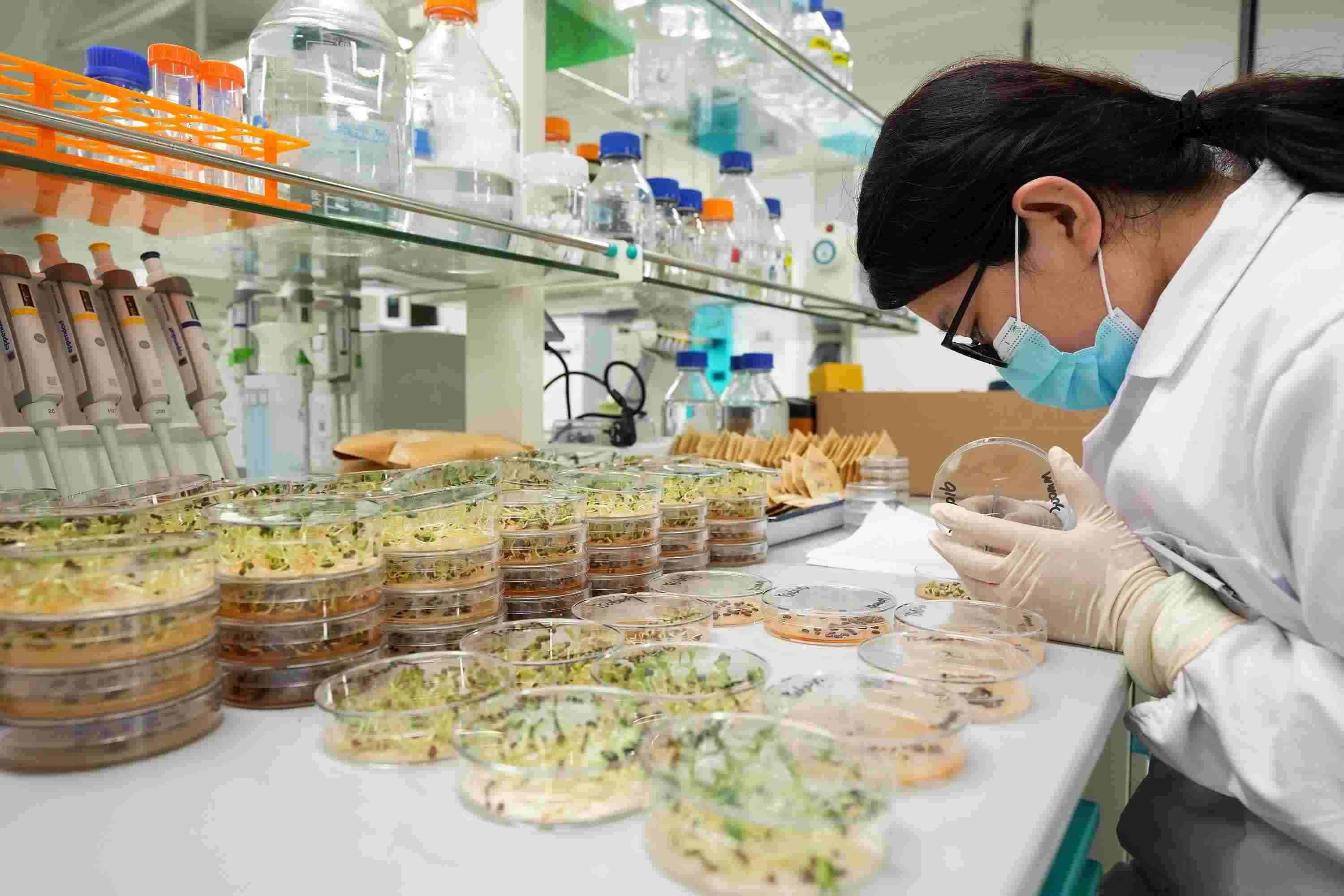 △ 海南三亞崖州灣科技城的崖州灣種子實驗室，科研人員正在觀察種子樣本。