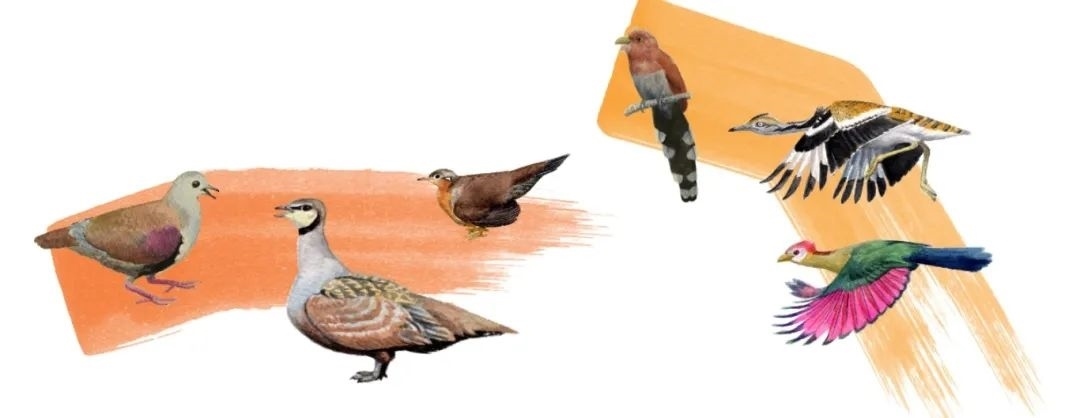 鴿鴇類。浙江大學(xué)供圖