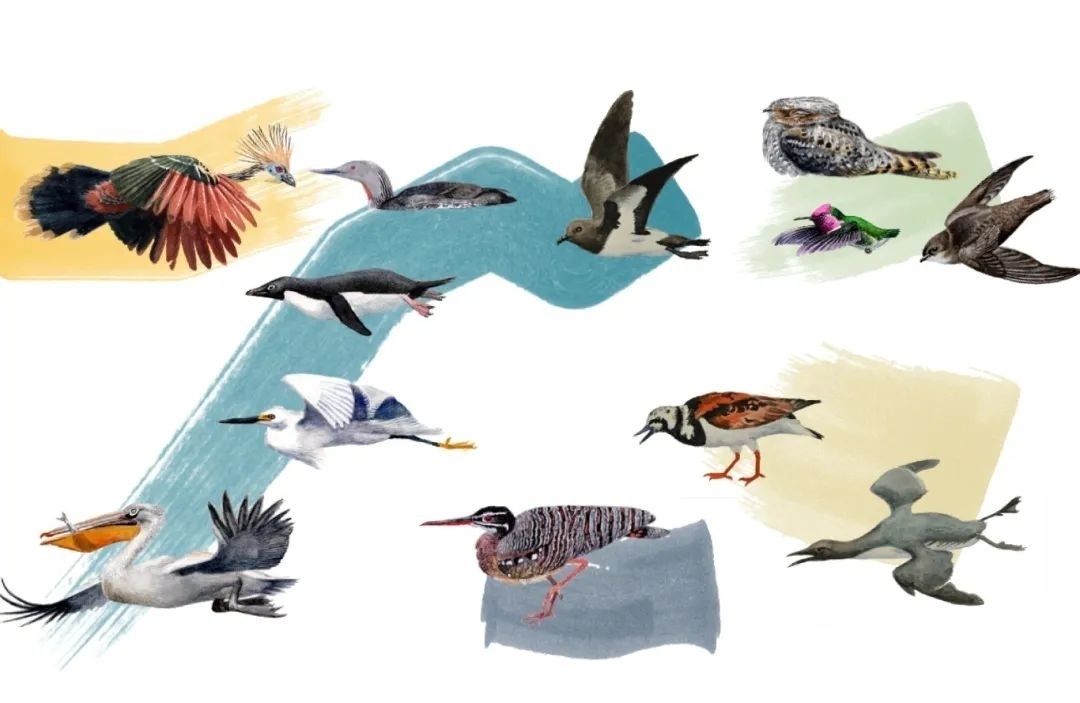 元素鳥類。浙江大學(xué)供圖