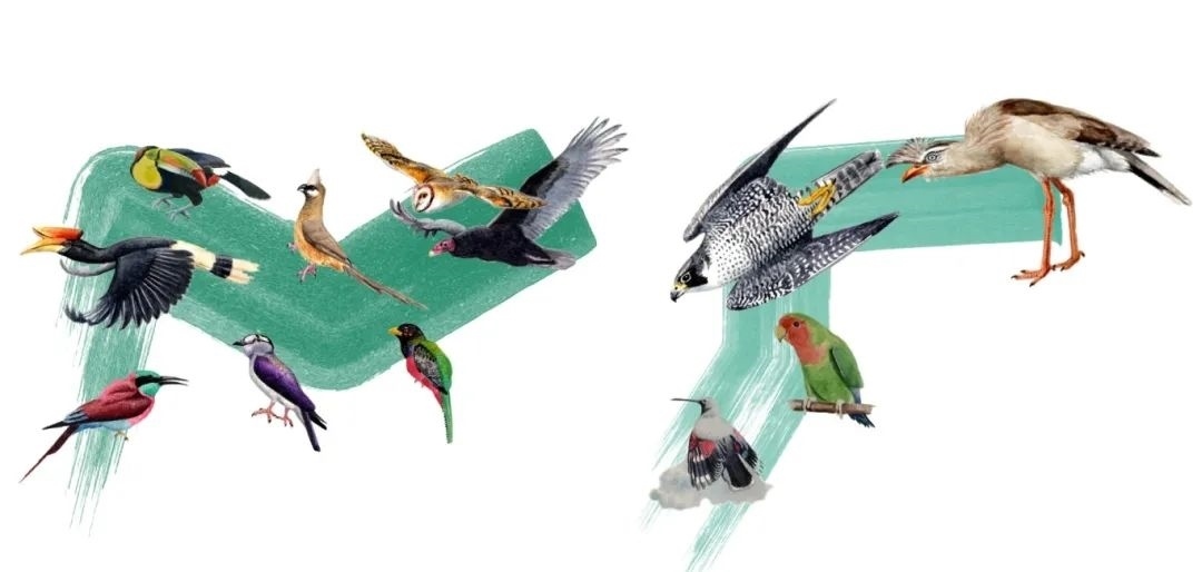 陸鳥類。浙江大學(xué)供圖