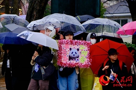 因“福寶”獲得力量和慰藉的年輕粉絲。 人民網(wǎng) 李帆攝