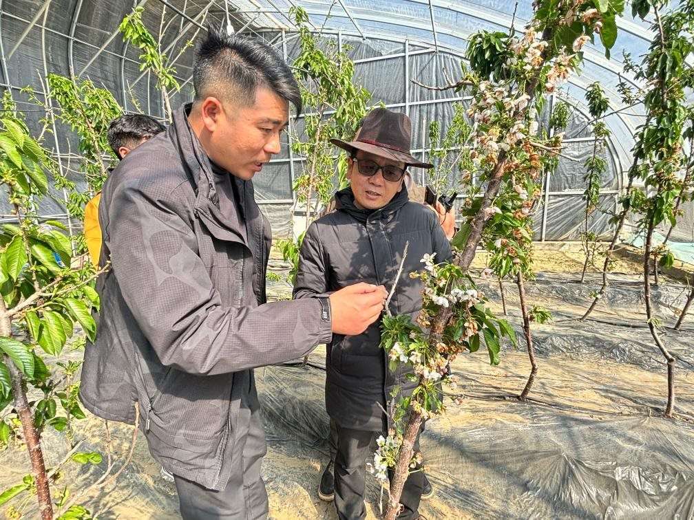 山東援藏小組及技術(shù)人員在大棚查看果蔬長勢。（受訪者供圖）
