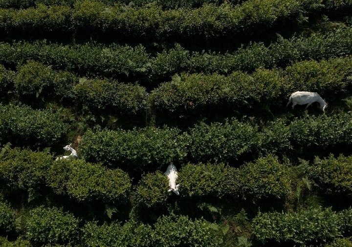 惠明茶園，養(yǎng)羊控草。供圖 共享聯(lián)盟·景寧