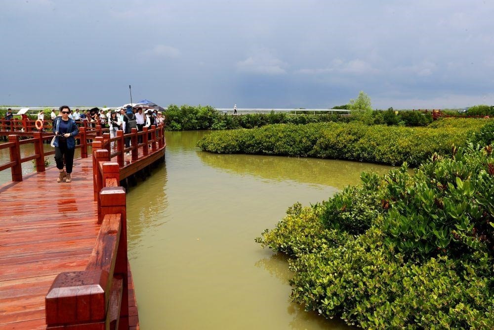 △2023年6月13日，人們在廣東湛江市麻章區(qū)金牛島觀賞紅樹林。
