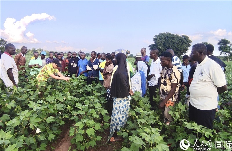 當?shù)孛揶r紛紛向中國專家學習技術。人民網記者 黃培昭攝