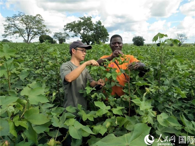 首小勇指導當?shù)剞r民種植棉花。人民網記者 黃培昭攝