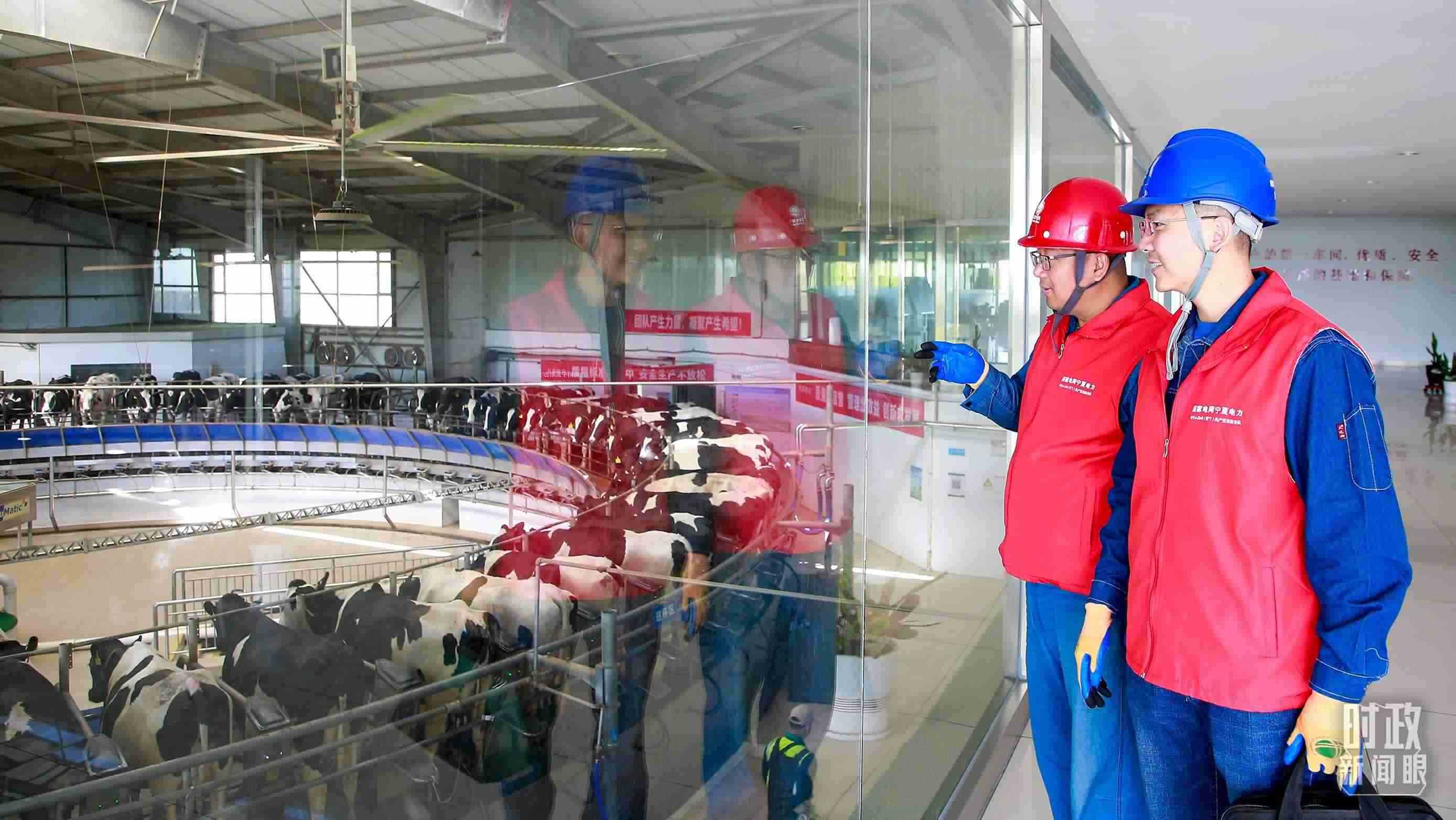  △寧夏銀川，電力員工深入奶牛養(yǎng)殖企業(yè)，助力數(shù)智化養(yǎng)殖。（圖/視覺中國）