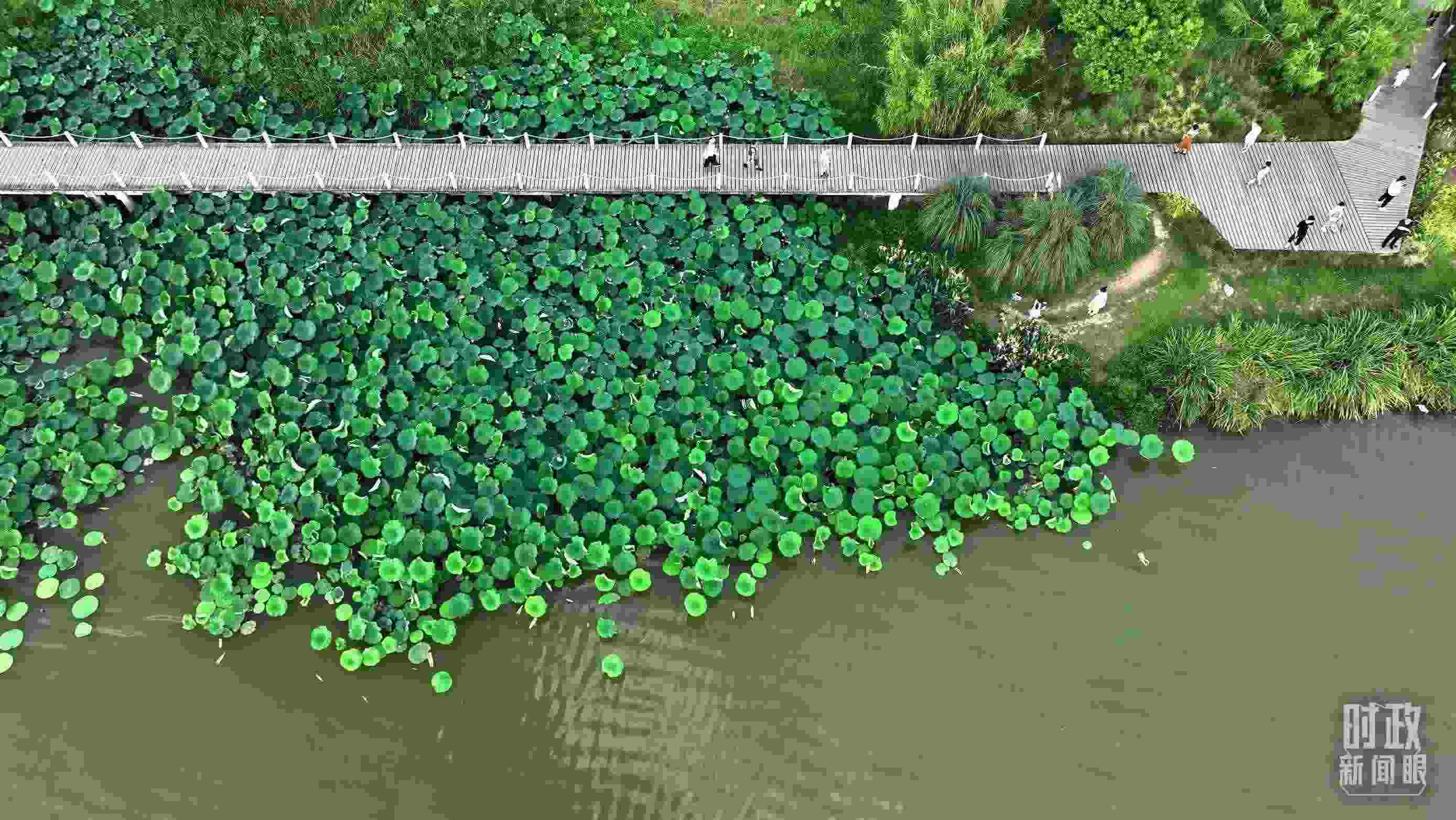 △陜西漢中天漢濕地公園內(nèi)，游人穿行，荷影婆娑。（總臺記者劉海濤拍攝）