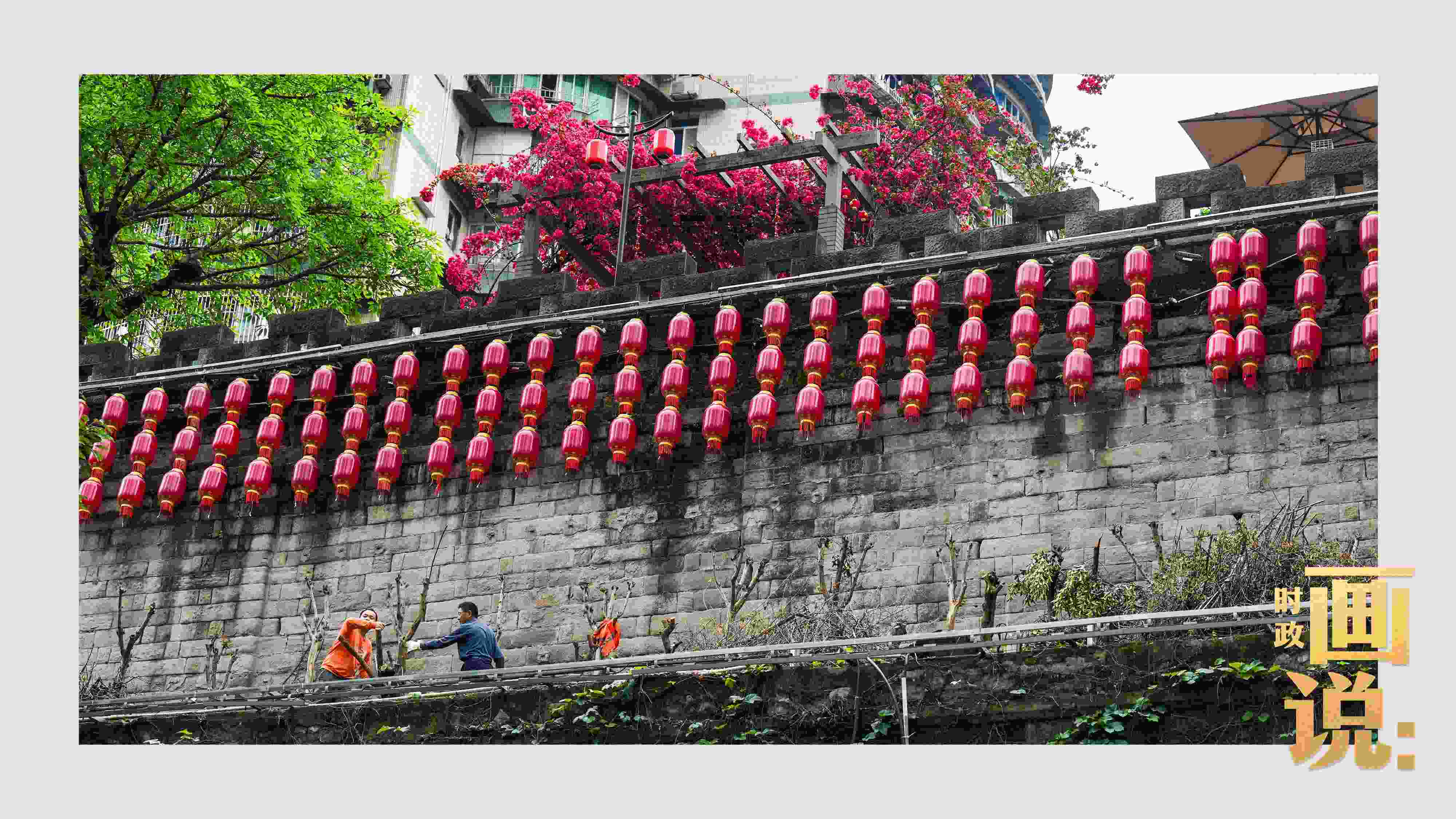 △盛放的三角梅下，園林工人修剪著古老通遠(yuǎn)門城墻上的一抹新綠。