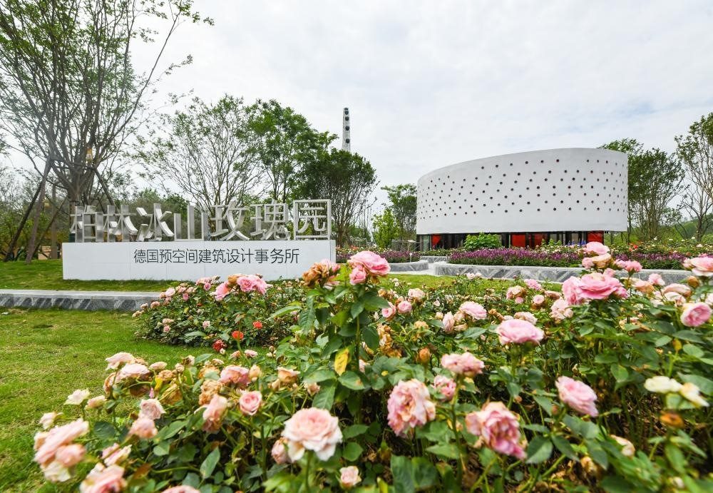 這是2024年4月22日拍攝的成都世園會(huì)主會(huì)場德國柏林冰山玫瑰園。新華社記者 王曦 攝