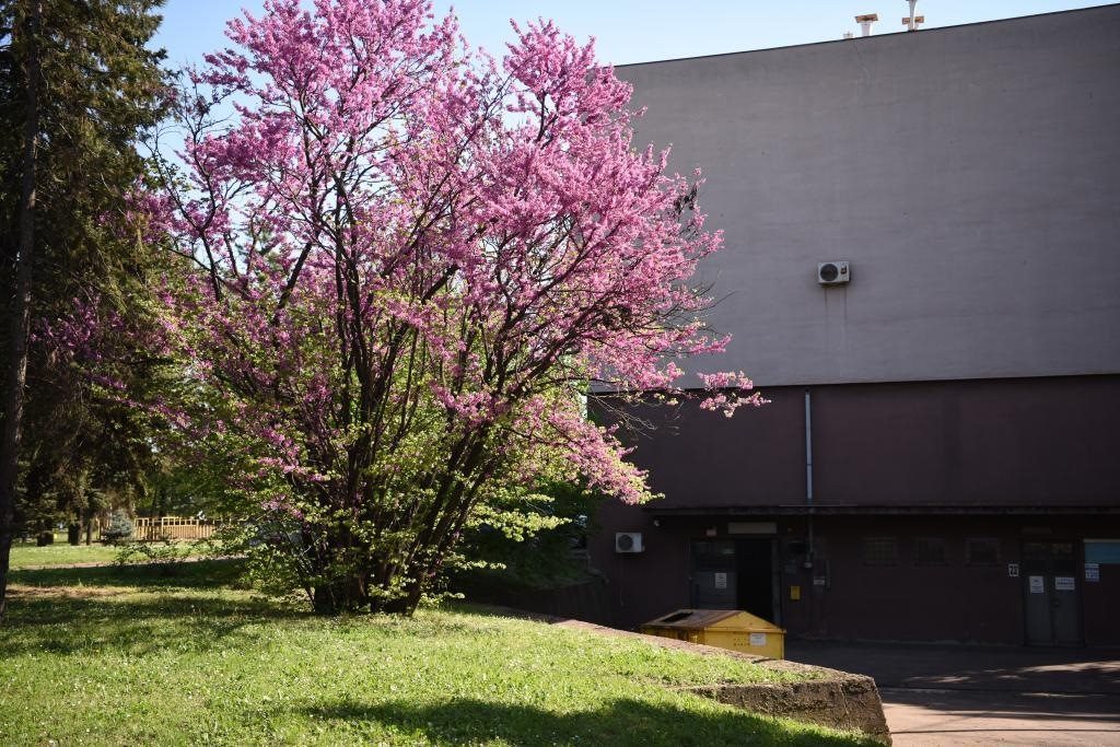 斯梅戴雷沃鋼廠里盛開的南歐紫荊花。