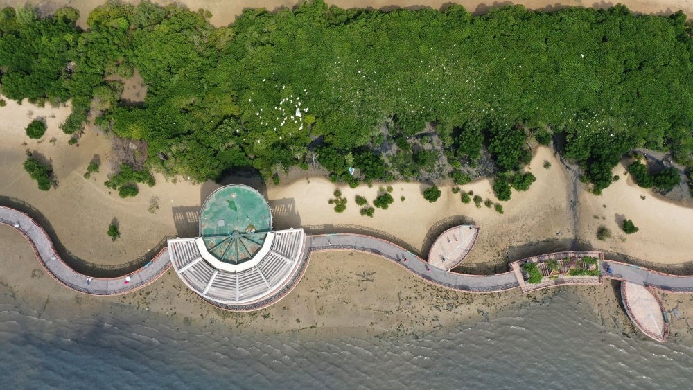 俯瞰廣東湛江市區(qū)海邊的紅樹(shù)林（2023年5月25日攝，無(wú)人機(jī)照片）。