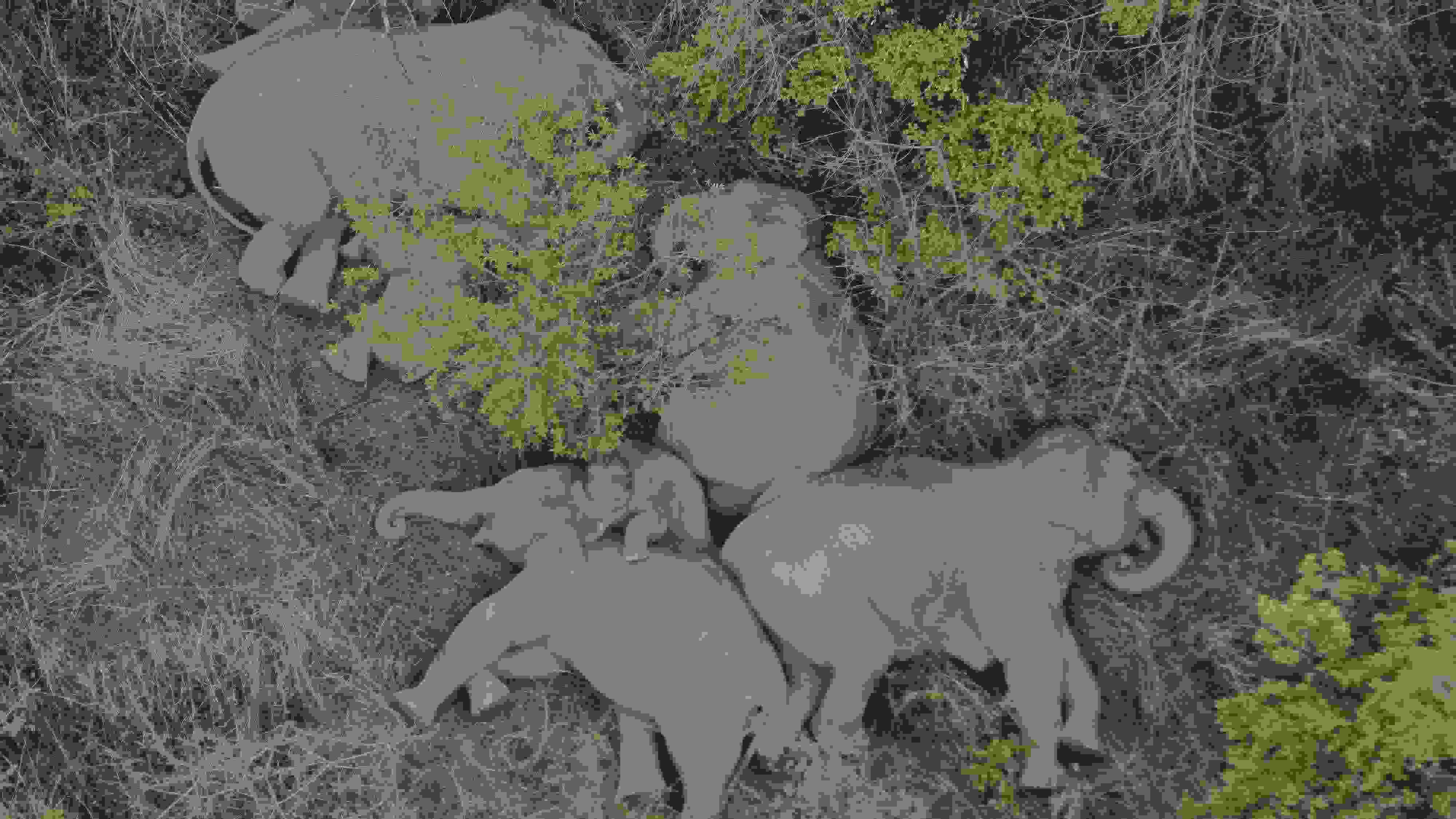 2021年6月7日，航拍顯示亞洲象群在云南省昆明市晉寧區(qū)夕陽鄉(xiāng)山林地里睡覺休息。