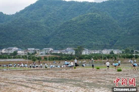 圖為5月21日，綏陽縣旺草中學(xué)學(xué)生在旺草萬畝大壩體驗(yàn)插秧。唐哲 攝