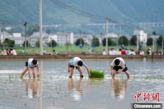圖為5月21日，綏陽縣旺草中學(xué)學(xué)生在旺草萬畝大壩體驗(yàn)插秧。唐哲 攝