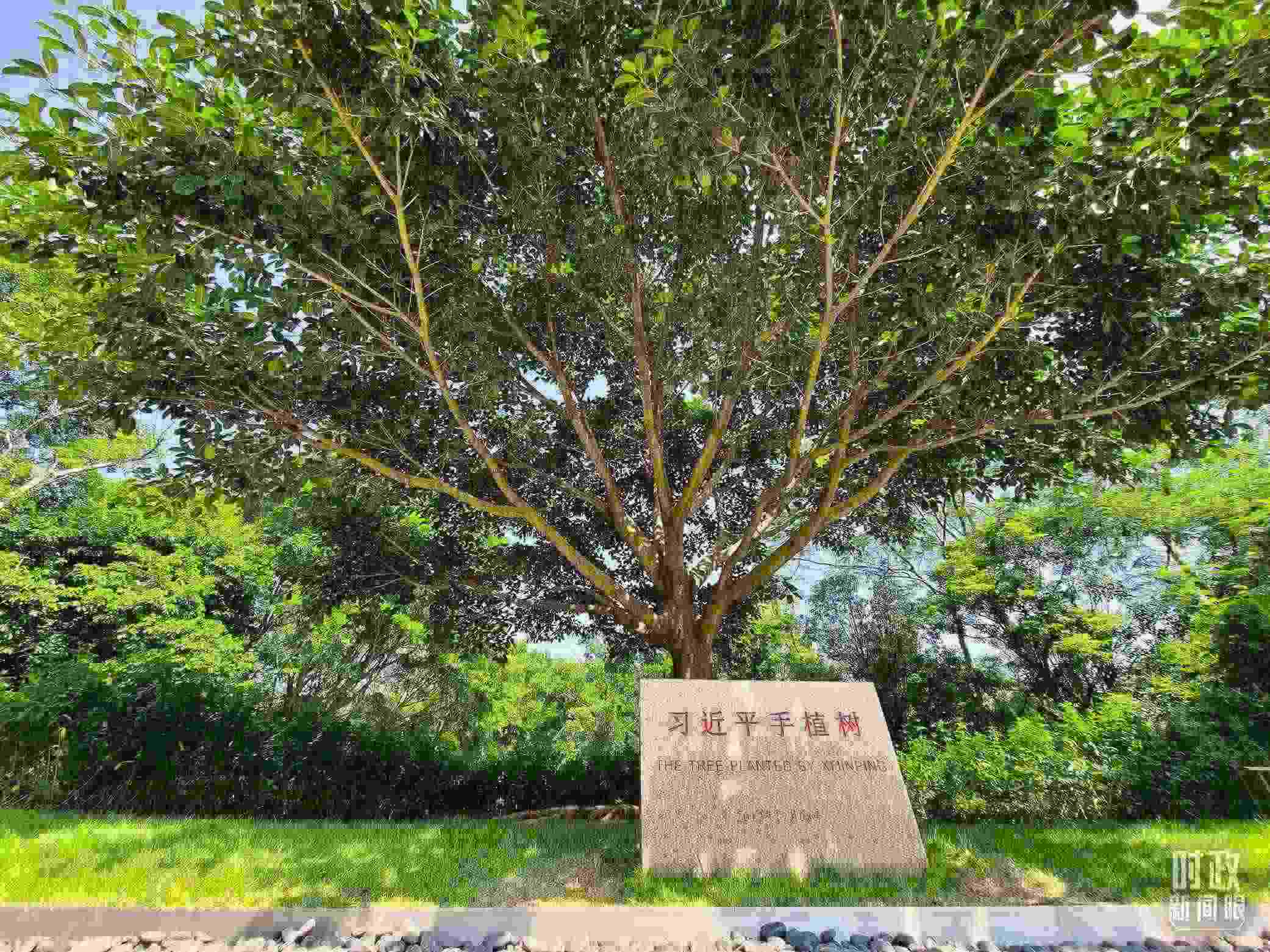 習(xí)近平2012年在深圳蓮花山公園種下的高山榕樹(shù)已枝繁葉茂。（總臺(tái)央視記者趙化拍攝）