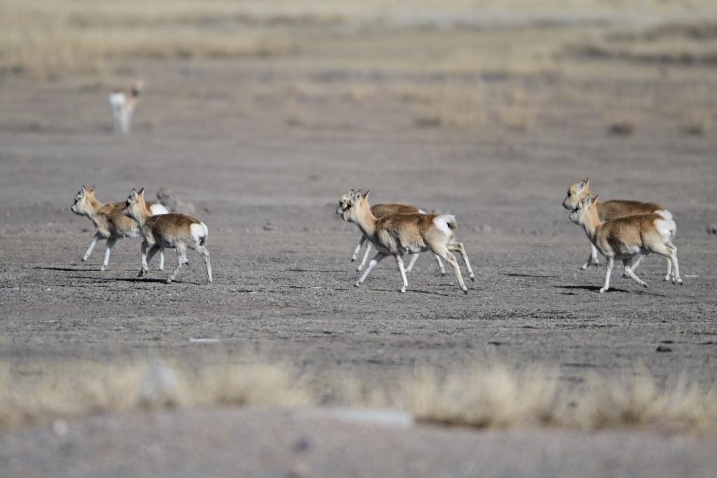 這是1月24日在青海省海北藏族自治州剛察縣哈爾蓋鎮(zhèn)境內(nèi)的草原上拍攝的普氏原羚。新華社記者 張龍 攝