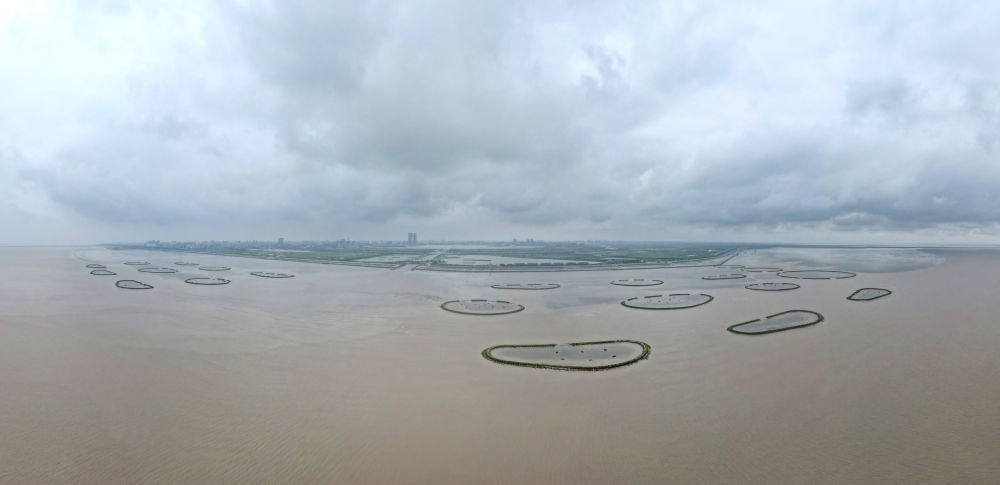 2024年5月31日，上海臨港新片區(qū)南匯嘴水域灘涂上的牡蠣礁（無人機照片）。新華社記者 方喆 攝