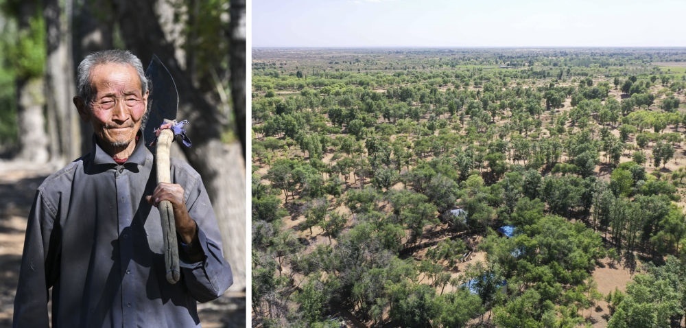 拼版照片：左圖為內(nèi)蒙古鄂托克前旗呼和陶勒蓋嘎查的牧民曹扎娃出門勞作（2023年6月14日攝）；右圖為曹扎娃的承包地（2023年6月14日攝，無人機(jī)照片）。20世紀(jì)80年代，在毛烏素沙地中，曹扎娃主動承包了2300多畝沙地。這么多年來，曹扎娃堅持種樹治沙，最終將沙地變成了林海。新華社記者 劉磊 攝