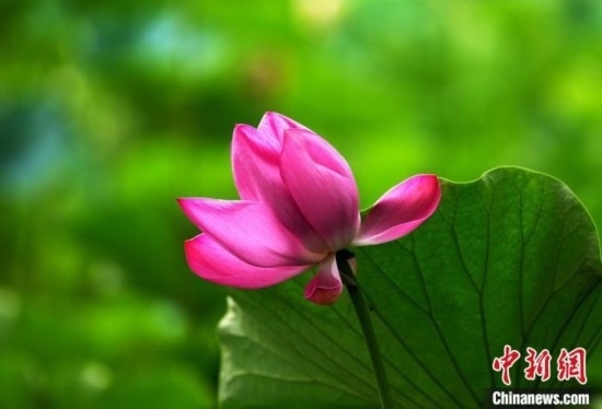 6月19日，時值一年畢業(yè)季，四川大學(xué)望江校區(qū)荷花池里的荷花盛開，成為了畢業(yè)生們的打卡圣地，吸引了眾多畢業(yè)生拍照留念。圖為盛開的荷花。中新社記者 安源 攝