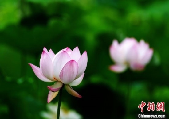 6月19日，時值一年畢業(yè)季，四川大學(xué)望江校區(qū)荷花池里的荷花盛開，成為了畢業(yè)生們的打卡圣地，吸引了眾多畢業(yè)生拍照留念。圖為盛開的荷花。中新社記者 安源 攝