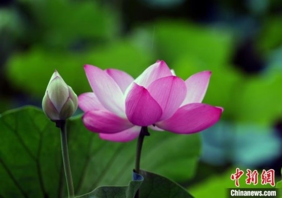 6月19日，時值一年畢業(yè)季，四川大學(xué)望江校區(qū)荷花池里的荷花盛開，成為了畢業(yè)生們的打卡圣地，吸引了眾多畢業(yè)生拍照留念。圖為盛開的荷花。中新社記者 安源 攝