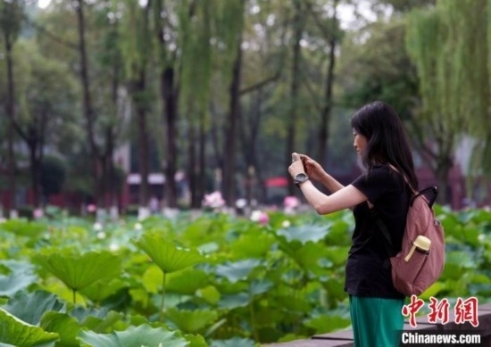 6月19日，時值一年畢業(yè)季，四川大學(xué)望江校區(qū)荷花池里的荷花盛開，成為了畢業(yè)生們的打卡圣地，吸引了眾多畢業(yè)生拍照留念。圖為畢業(yè)生在荷花池邊拍照留念。中新社記者 安源 攝