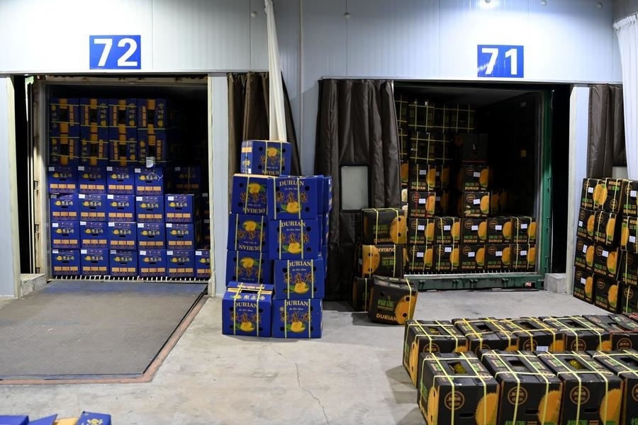 2023年9月12日在廣西憑祥友誼關(guān)口岸拍攝的等待通關(guān)的進(jìn)口榴蓮。新華社記者 曹祎銘 攝