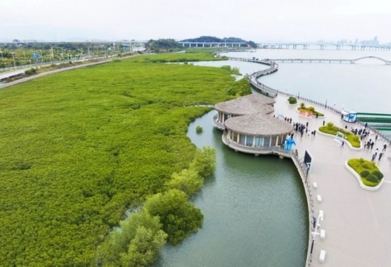 2024年1月23日拍攝的廈門市翔安區(qū)下潭尾紅樹林公園（無(wú)人機(jī)照片）。新華社記者 林善傳 攝