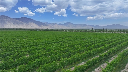 閩寧從荒蕪貧瘠的荒灘戈壁變成了如今的片片綠洲。