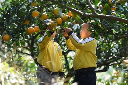 貴州黃平縣小朋友在校外勞動實踐基地采摘柑橘。