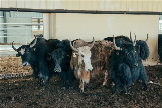 阿壩州凈土阿壩農(nóng)業(yè)投資發(fā)展有限責任公司牦牛培育基地 方子添攝