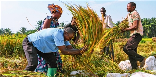2018 年，中國(guó)農(nóng)業(yè)專家組在布隆迪布班扎省吉漢加縣設(shè)立首個(gè)水稻減貧示范村。圖為當(dāng)?shù)剞r(nóng)戶在稻田里給雜交水稻脫粒（2023 年 6 月 20 日攝） 韓旭攝 / 本刊