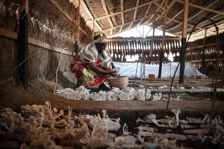 2024年2月6日，在中非共和國達(dá)馬拉，法蒂瑪在菇棚內(nèi)收獲菌草菇。2022年，法蒂瑪在聽說中國菌草專家在班吉傳授技術(shù)后主動前往學(xué)習(xí)，從一間小菌棚起步，逐漸擴大為如今小有名氣的合作社。新華社記者 韓旭 攝