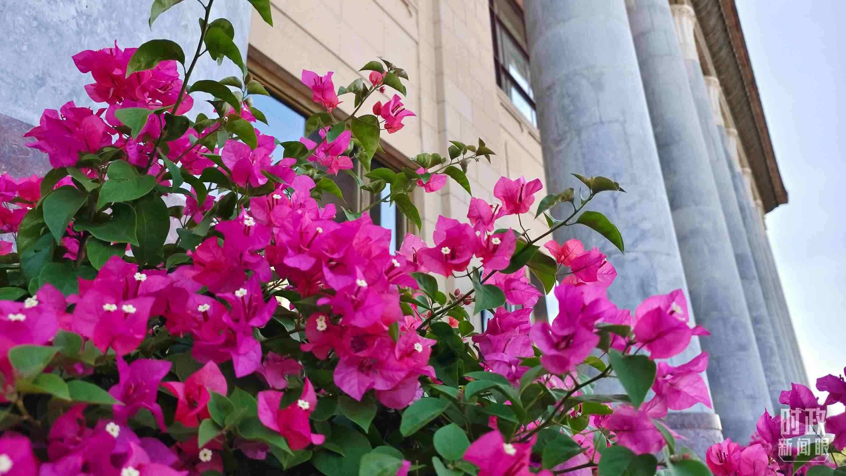 △人民大會(huì)堂外花團(tuán)錦簇。（總臺(tái)央視記者韓銳拍攝）