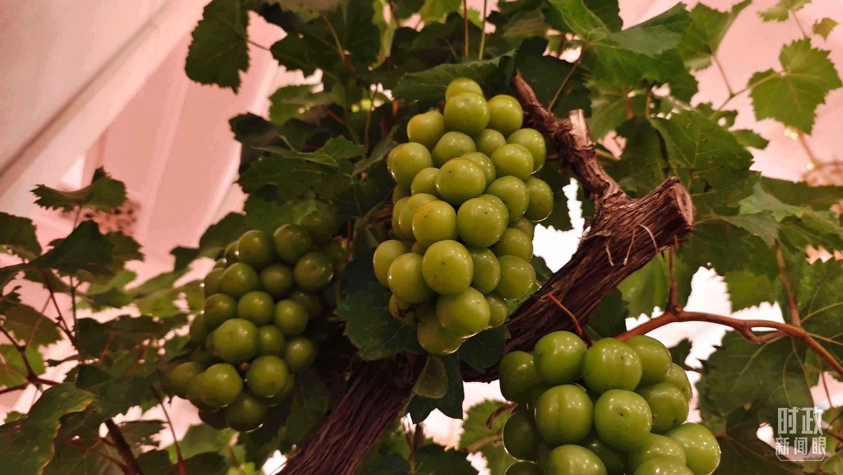  △人民大會(huì)堂的盆景，碩果累累。（總臺(tái)央視記者韓銳拍攝）