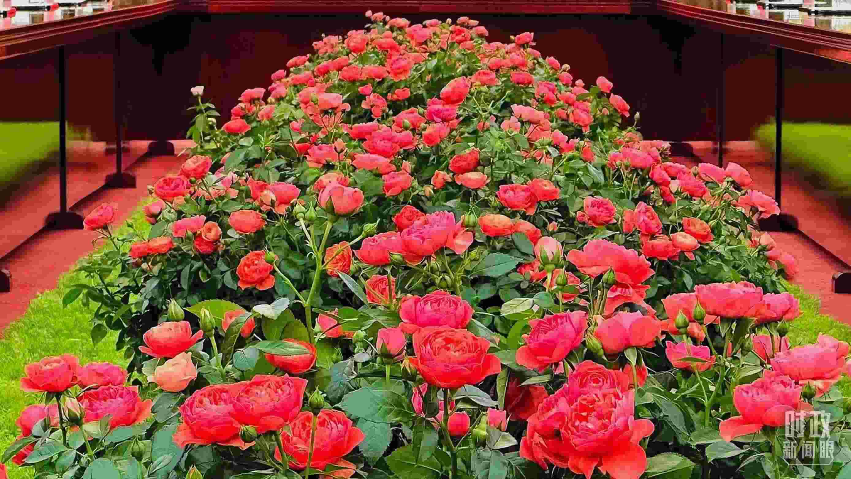 東大廳會(huì)談桌中間擺放的紅果汁月季，象征著蓬勃與堅(jiān)韌。（總臺(tái)央視記者范一鳴拍攝）