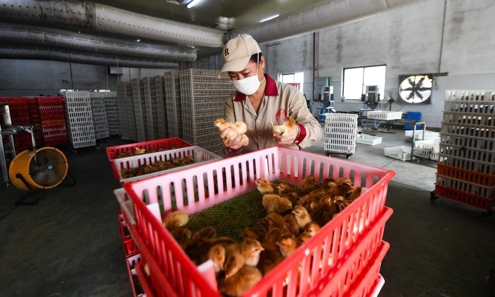 在文昌市的海南（潭牛）文昌雞股份有限公司孵化廠，工人在挑選文昌雞苗。新華社記者楊冠宇 攝