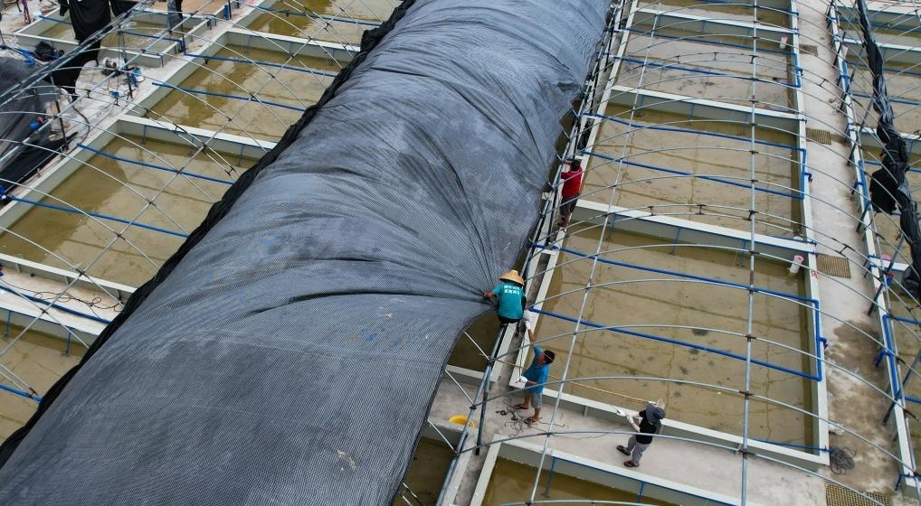 在文昌市翁田鎮(zhèn)的海興農(nóng)翁田蝦苗場，工人重新鋪設頂棚。無人機照片，新華社記者楊冠宇 攝