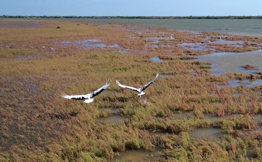 2024年8月28日，丹頂鶴在黃河三角洲國家級自然保護(hù)區(qū)展翅翱翔（無人機(jī)照片）。新華社記者 徐速繪 攝