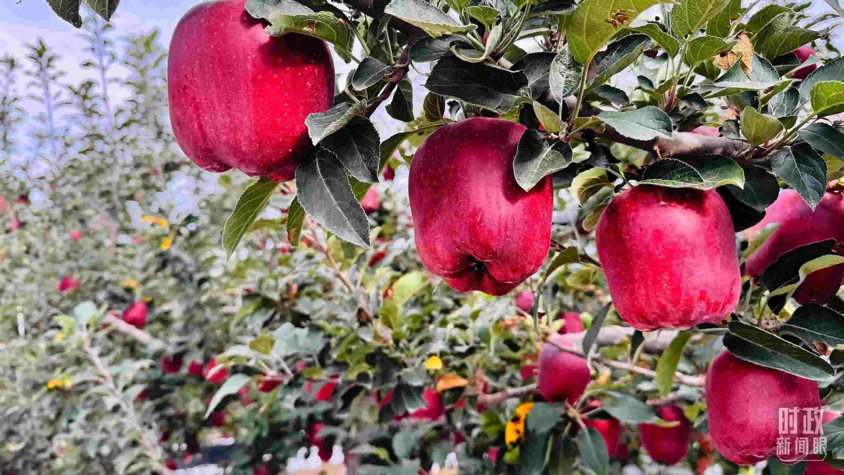 △ 麥積區(qū)南山花牛蘋(píng)果基地。（總臺(tái)央視記者黎兵拍攝）