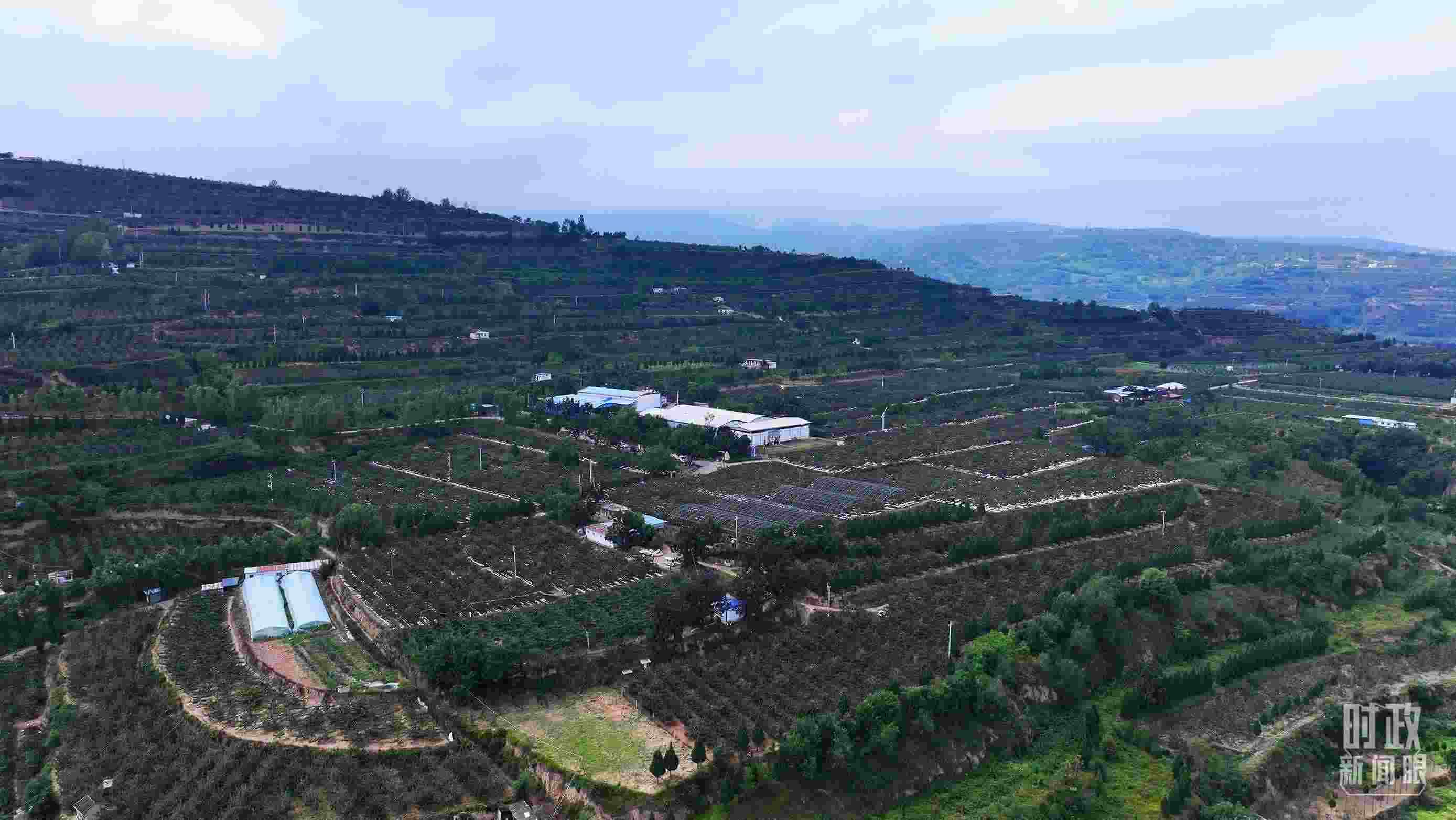 △ 麥積區(qū)南山花牛蘋(píng)果基地。（總臺(tái)央視記者范凱拍攝）