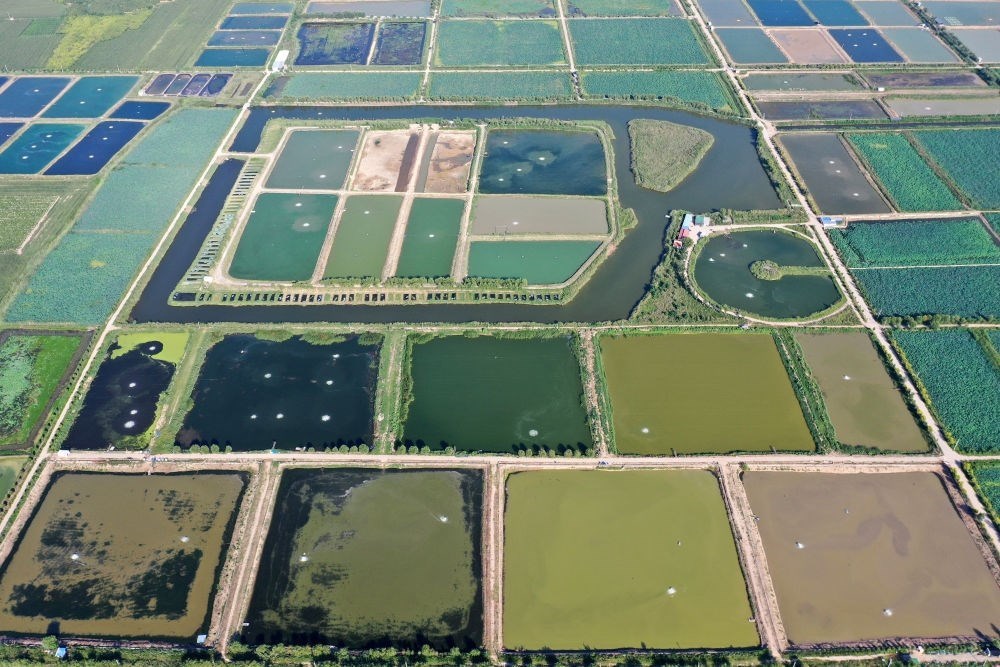 2024年8月13日在山西省臨猗縣薛公村拍攝的蟹塘（無人機照片）。薛公村位于黃河岸邊，有5000多畝黃河灘涂和近5000畝荒溝。當?shù)赝ㄟ^將荒溝和灘涂進行整合，發(fā)展特色水產(chǎn)養(yǎng)殖，讓守著黃河水、住在黃河灘的薛公村村民有了新的致富路。
