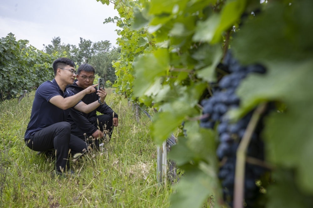 2024年8月15日，技術(shù)人員（左）和工作人員在寧夏銀川市西夏區(qū)的一個葡萄園工作。為推動黃河流域生態(tài)保護和高質(zhì)量發(fā)展先行區(qū)建設(shè)，銀川市積極打造高標準葡萄園，借助各種傳感器監(jiān)測釀酒葡萄的生長狀態(tài)，實現(xiàn)精準灌溉，從而高效節(jié)約黃河水。